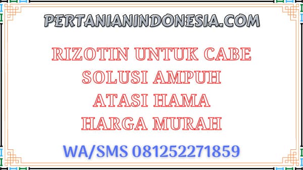 Rizotin Untuk Cabe Solusi Ampuh Atasi Hama Harga Murah